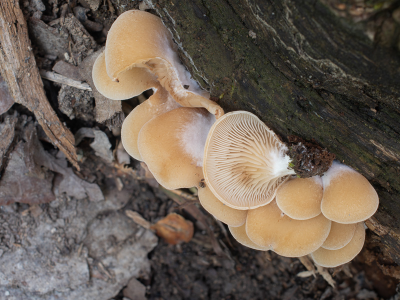 Crepidotus pini